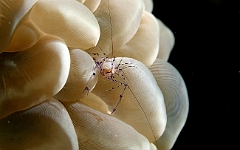 Raja Ampat 2016 - Vir Philippinensis - Bubble coral shrimp - Crevette du corail-bulle ou de vir - IMG_4744_rc